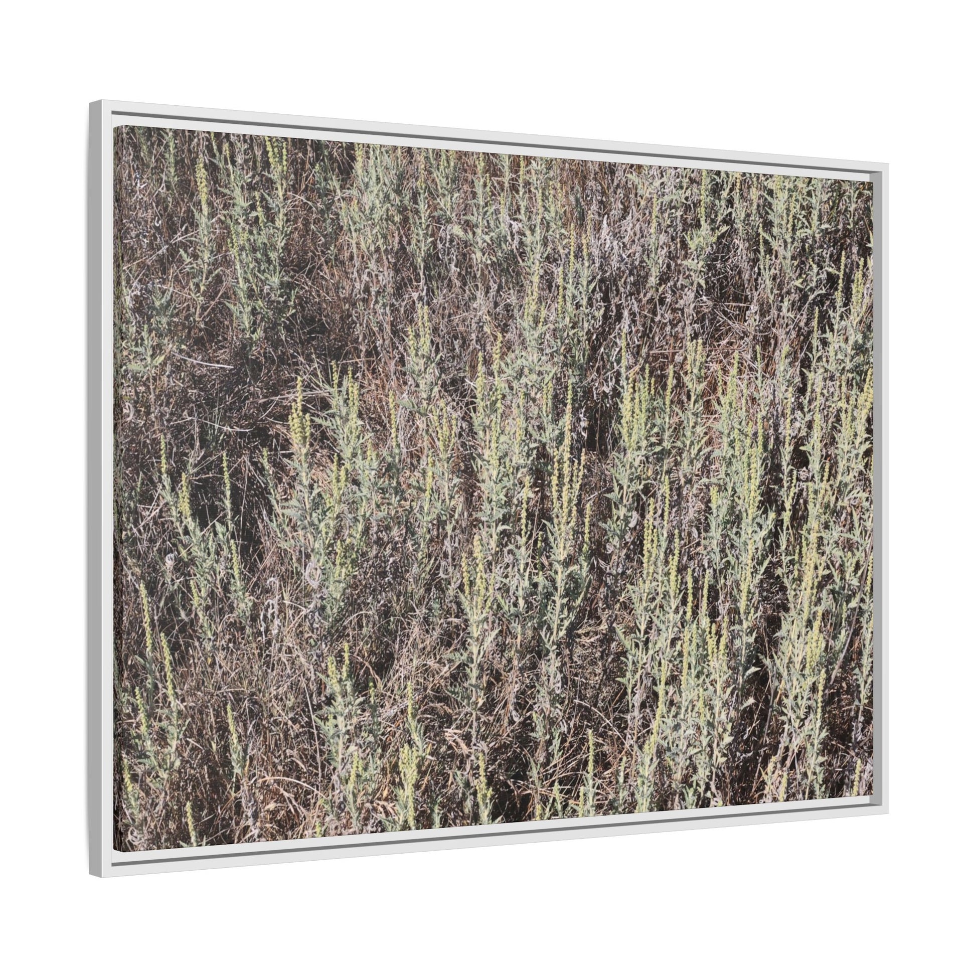 Sage Fields Forever - Unique Stretched Canvas Wall Art - Art By Earth