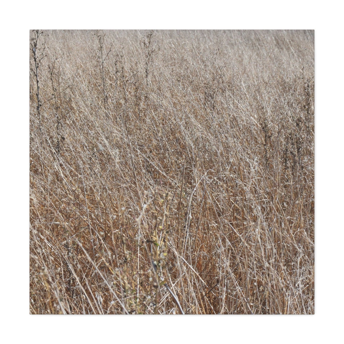 Whispers of Autumn - Unique Frameless Canvas Wall Art - Art By Earth