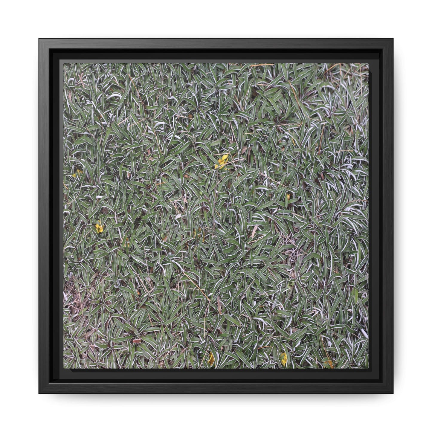 Grassy Texture - Unique Stretched Canvas Wall Art
