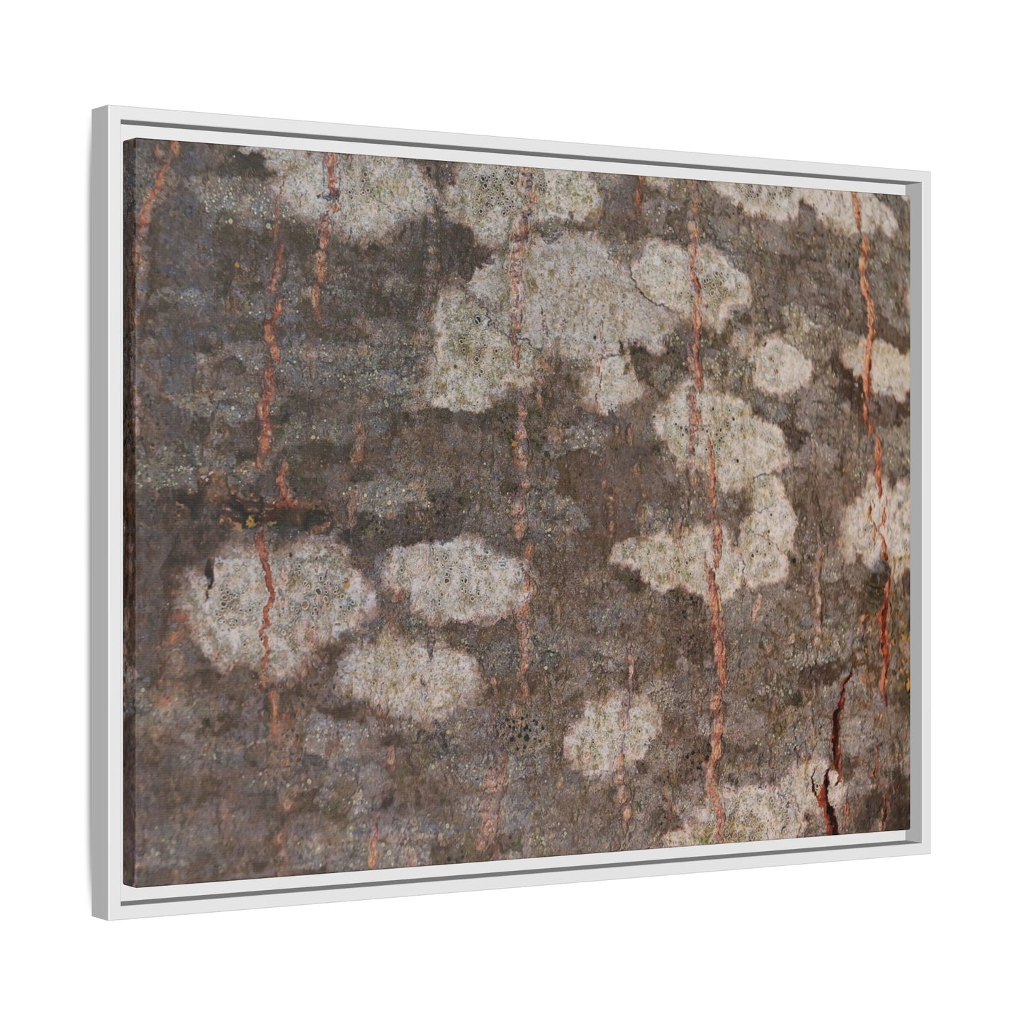 Lichen's Legacy - Unique Stretched Canvas Wall Art